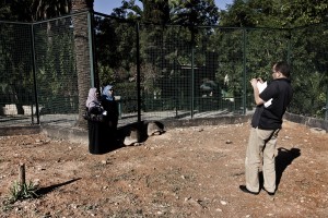 A man photographs two women near large turtles inside the “Parc du Belvedere” in Tunis on October 16, 2012.