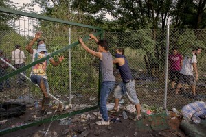 Migrants try to remove the gates during clashes with Hungarian anti-riot police at the Serbian border with Hungary in Horgos, Serbia on September 16, 2015. Hungary’s border with Serbia has become a major crossing point into the European Union, with more than 160,000 access Hungary so far this year.