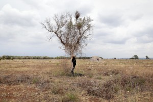 August 11, 2015 – Specchia, Italy: Olive tree shows signs of infection by Xylella fastidiosa.  