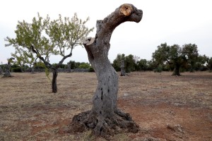 August 10, 2015 – Racale, Italy: Olive trees show signs of infection by Xylella fastidiosa.  