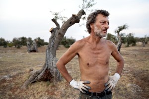 August 10, 2015 – Racale, Italy: A farmer working in his field where olive trees show signs of infection by Xylella fastidiosa.  