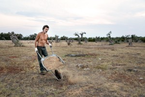 August 10, 2015 – Racale, Italy: A farmer working in his field where olive trees show signs of infection by Xylella fastidiosa.  