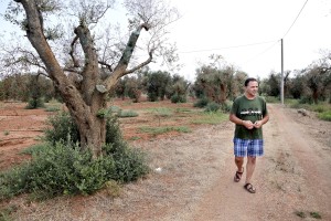 August 11, 2015 – Li Sauli, Italy: The grower Ivano Gioffreda is portrayed in an olive grove where trees show signs of infection by Xylella fastidiosa. Gioffreda is testing from about one year a mix of lime and copper sulfate to treat Xylella.  