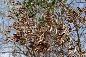 August 10, 2015 – Lido Pizzo, Italy: Olive trees show signs of infection by Xylella fastidiosa.  