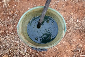 August 11, 2015 – Sannicola, Italy: A mix of lime and copper sulfate to treat Xylella.  