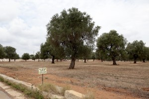 August 11, 2015 – Specchia, Italy: An olive grove for sale after the release of infection by Xylella fastidiosa.  