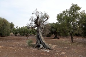 August 10, 2015 – Racale, Italy: Olive trees show signs of infection by Xylella fastidiosa.  