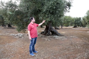 August 10, 2015 – Racale, Italy: Federico Manni, member of the Agricultural Society Cooperative “Acli Racale” is portrayed in an olive grove where trees show signs of infection by Xylella fastidiosa. 