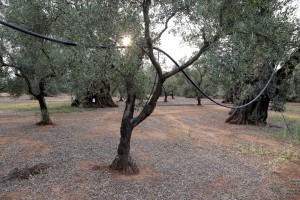 August 10, 2015 – Felline, Italy: Olive trees show signs of infection by Xylella fastidiosa.  