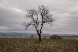 A tree is seen near at the Idomeni refugee camp on the Greek Macedonian border in Idomeni, Greece on March 16, 2016.