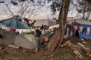 A migrant obtains firewood for the night from a tree at the Idomeni refugee camp on the Greek Macedonian border in Idomeni, Greece on March 18, 2016.