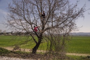 Young migrants obtain firewood for the night from a tree at the Idomeni refugee camp on the Greek Macedonia border in Idomeni, Greece on March 19, 2016.