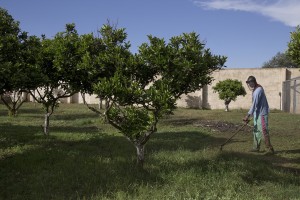 TRICASE, ITALY – NOVEMBER 12: A migrant cuts the grass inside Masseria Le Palme, a CAS (Extraordinary Reception Center) in Puglia, Southern Italy on November 12, 2016. CAS are imagined in order to compensate the lack of places inside ordinary reception center in case of substantial arrivals of migrants.