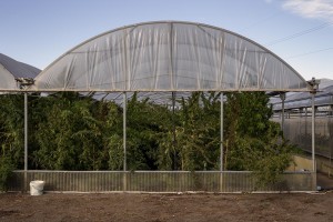 Plants of cannabis light in a field in Scafati, Southern Italy on September 25, 2018. According to the Italian law 242 approved in December 2016, the production and marketing of hemp in Italy is legal if cannabis has a content of THC (tetrahydrocannabinol, the active ingredient) which doesn’t exceed 0,6%.