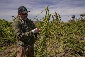 A man collects cannabis light plants in a field in Ercolano, Southern Italy on September 27, 2018. According to the Italian law 242 approved in December 2016, the production and marketing of hemp in Italy is legal if cannabis has a content of THC (tetrahydrocannabinol, the active ingredient) which doesn’t exceed 0,6%.