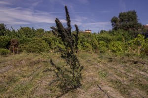 A plant of cannabis light in a field in Ercolano, Southern Italy on September 27, 2018. According to the Italian law 242 approved in December 2016, the production and marketing of hemp in Italy is legal if cannabis has a content of THC (tetrahydrocannabinol, the active ingredient) which doesn’t exceed 0,6%.