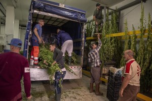 Men are getting canapa light plants dried, just collected in a field in Ercolano inside a store of Caivano, Southern Italy on September 26, 2018. According to the Italian law 242 approved in December 2016, the production and marketing of hemp in Italy is legal if cannabis has a content of THC (tetrahydrocannabinol, the active ingredient) which doesn’t exceed 0,6%.