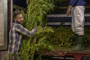 A man is getting canapa light plants dried, just collected in a field in Ercolano inside a store of Caivano, Southern Italy on September 26, 2018. According to the Italian law 242 approved in December 2016, the production and marketing of hemp in Italy is legal if cannabis has a content of THC (tetrahydrocannabinol, the active ingredient) which doesn’t exceed 0,6%.