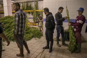 Men are getting canapa light plants dried, just collected in a field in Ercolano inside a store of Caivano, Southern Italy on September 26, 2018. According to the Italian law 242 approved in December 2016, the production and marketing of hemp in Italy is legal if cannabis has a content of THC (tetrahydrocannabinol, the active ingredient) which doesn’t exceed 0,6%.