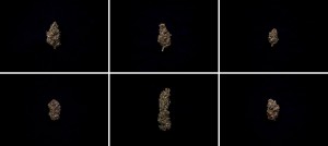 1)A flower of Karmageddon CBD
THC16%
2)A flower of BioHaze CBD 
THC14%
3)A flower of BioCheese CBD
THC18%
4)A flower of BioDreams CBD
THC8%
5)A flower of BioElekta CBD
6)A flower of BioMary CBD
THC10%