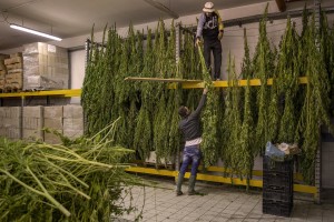 Men are getting canapa light plants dried, just collected in a field in Ercolano inside a store of Caivano, Southern Italy on September 26, 2018. According to the Italian law 242 approved in December 2016, the production and marketing of hemp in Italy is legal if cannabis has a content of THC (tetrahydrocannabinol, the active ingredient) which doesn’t exceed 0,6%.