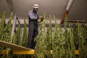 A man is getting canapa light plants dried, just collected in a field in Ercolano inside a store of Caivano, Southern Italy on September 26, 2018. According to the Italian law 242 approved in December 2016, the production and marketing of hemp in Italy is legal if cannabis has a content of THC (tetrahydrocannabinol, the active ingredient) which doesn’t exceed 0,6%.
