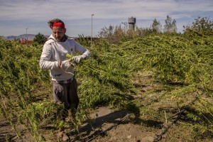 A man collects cannabis light plants in a field in Ercolano, Southern Italy on September 27, 2018. According to the Italian law 242 approved in December 2016, the production and marketing of hemp in Italy is legal if cannabis has a content of THC (tetrahydrocannabinol, the active ingredient) which doesn’t exceed 0,6%.