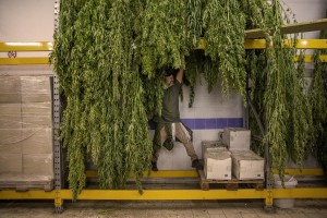 A man is getting canapa light plants dried, just collected in a field in Ercolano inside a store of Caivano, Southern Italy on September 26, 2018. According to the Italian law 242 approved in December 2016, the production and marketing of hemp in Italy is legal if cannabis has a content of THC (tetrahydrocannabinol, the active ingredient) which doesn’t exceed 0,6%.