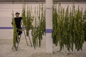 A man is getting canapa light plants dried, just collected in a field in Ercolano inside a store of Caivano, Southern Italy on September 26, 2018. According to the Italian law 242 approved in December 2016, the production and marketing of hemp in Italy is legal if cannabis has a content of THC (tetrahydrocannabinol, the active ingredient) which doesn’t exceed 0,6%.