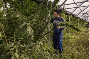 A man collects cannabis light plants in a field in Scafati, Southern Italy on September 25, 2018. According to the Italian law 242 approved in December 2016, the production and marketing of hemp in Italy is legal if cannabis has a content of THC (tetrahydrocannabinol, the active ingredient) which doesn’t exceed 0,6%.