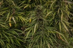 Plants of cannabis light in a field in Scafati, Southern Italy on September 25, 2018. According to the Italian law 242 approved in December 2016, the production and marketing of hemp in Italy is legal if cannabis has a content of THC (tetrahydrocannabinol, the active ingredient) which doesn’t exceed 0,6%.