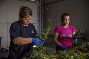 Women select cannabis light plants just collected in a field in Scafati, Southern Italy on September 25, 2018. According to the Italian law 242 approved in December 2016, the production and marketing of hemp in Italy is legal if cannabis has a content of THC (tetrahydrocannabinol, the active ingredient) which doesn’t exceed 0,6%.