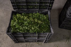 Cannabis light plants just collected in a field in Scafati, Southern Italy on September 25, 2018. According to the Italian law 242 approved in December 2016, the production and marketing of hemp in Italy is legal if cannabis has a content of THC (tetrahydrocannabinol, the active ingredient) which doesn’t exceed 0,6%.