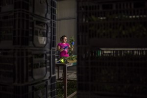 A girl selects cannabis light plants just collected in a field in Scafati, Southern Italy on September 25, 2018. According to the Italian law 242 approved in December 2016, the production and marketing of hemp in Italy is legal if cannabis has a content of THC (tetrahydrocannabinol, the active ingredient) which doesn’t exceed 0,6%.