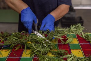 A woman selects cannabis light plants just collected in a field in Scafati, Southern Italy on September 25, 2018. According to the Italian law 242 approved in December 2016, the production and marketing of hemp in Italy is legal if cannabis has a content of THC (tetrahydrocannabinol, the active ingredient) which doesn’t exceed 0,6%.