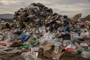 A dog in seen among the waste of the “Meglentsi” landfill near the cooling towers of the “Rek-Bitola” coal power plant in Bitola, North Macedonia on March 1, 2020.