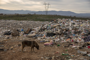 A dog in seen among the waste of the “Meglentsi” landfill near the cooling towers of the “Rek-Bitola” coal power plant in Bitola, North Macedonia on March 1, 2020.