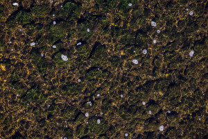 A detail of the Black river shows water pollution probably caused by proximity to FENI industries in Kavadarci, North Macedonia on March 1, 2020. FENI Industries is the largest Macedonian ferro-nickel producer. The smelter was built in 1985 and functioned intermittantly up to 2001. The publication “Environmental heavy metal pollution and effects on child mental development” edited by Lubomir I. Simeonov, Mihail V. Kochubovski, Biana G. Simeoniva and supported by “The NATO science for peace and security programme” includes FENI industries in the list of hotspots of doil contamination related to mining in Macedonia.