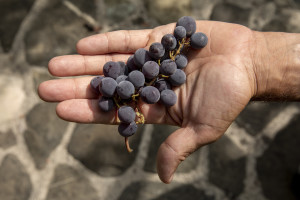 A bunch of grapes grown inside the Corbella farmhouse where Giovanna Voria, 63 years old works as a chef in Cicerale, Southern Italy on October 3, 2021. Giovanna Voria is an ambassador of the Mediterranean diet in the world, which according to many studies is the basis of longevity. This type of diet involves the consumption of almost exclusively plant foods that are rich in antioxidant biomolecules and protect against the onset of many chronic diseases.