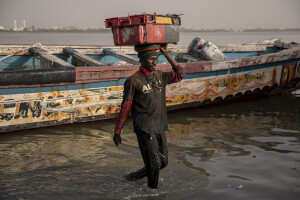 A man collects the day’s catch from a pirogue along the coast of the Senegal River in Saint-Louis, Senegal on December 11, 2023. Climate change also affects fishing, a key sector in Senegal which represents 3.2% of the country’s GDP (gross domestic product). The increase in water temperatures is having repercussions on marine ecosystems (changes in the migrations and habits of many fish species) which, in addition to the intensive fishing practiced by foreign fishing boats, is reducing the country’s fish resources. Furthermore, the advance of the sea is forcing many fishermen in Saint-Louis to leave their homes facing the sea and move inland: now to reach the sea and go fishing they have to face long and expensive journeys.