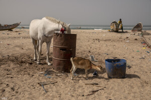 A horse and a goat are seen on the beach of the “Langue de Barbarie” in Saint-Louis, Senegal on December 12, 2023. The “Langue de Barbarie” is a thin, sandy peninsula located in western Senegal, where around 80,000 people live and is among the places most threatened by the rise in sea levels generated by climate change. The rise in sea levels also represents a serious danger for animals, which can be overwhelmed by the sea and die.