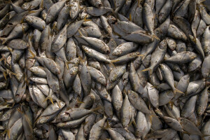 The catch of the day is seen on a beach in Saint-Louis, Senegal on December 14, 2023. Climate change also affects fishing, a key sector in Senegal which represents 3.2% of the country’s GDP (gross domestic product). The increase in water temperatures is having repercussions on marine ecosystems (changes in the migrations and habits of many fish species) which, in addition to the intensive fishing practiced by foreign fishing boats, is reducing the country’s fish resources. Furthermore, the advance of the sea is forcing many fishermen in Saint-Louis to leave their homes facing the sea and move inland: now to reach the sea and go fishing they have to face long and expensive journeys.