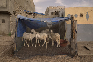 Sheep under a tent near the sea in the “Langue de Barbarie” in Saint-Louis, Senegal on December 15, 2023. The “Langue de Barbarie” is a thin, sandy peninsula located in western Senegal, where around 80,000 people live and is among the places most threatened by the rise in sea levels generated by climate change. The rise in sea levels also represents a serious danger for animals, which can be overwhelmed by the sea and die.